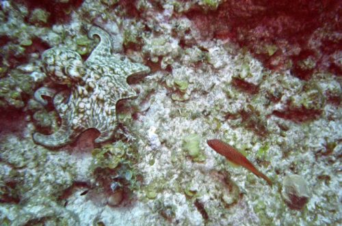 This octopus is an example of active camouflage