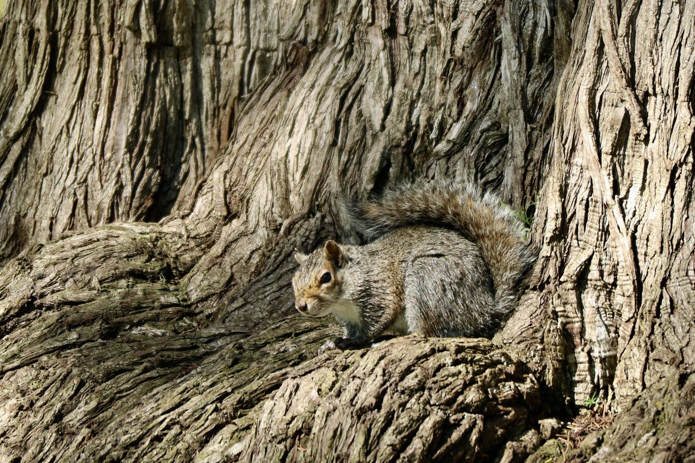 Examples of Camouflage Nature - Project Learning Tree