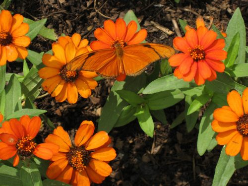 Color matching camouflage: Orange butterfly among orange flowers