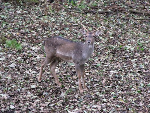 Color matching camouflage: Brown deer standing in brown leaves