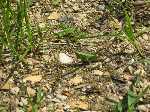 Color matching camouflage: Grasshopper