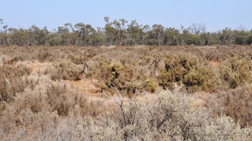 Color matching camouflage: Kangaroos