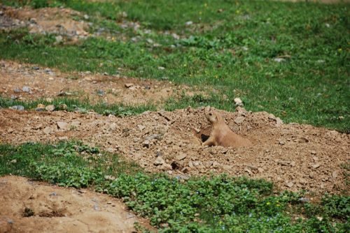 Color matching camouflage: Prairie Dog