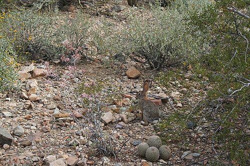 Color matching camouflage: Rabbit in the desert