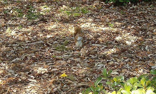 Color matching camouflage: Red squirrel blending in