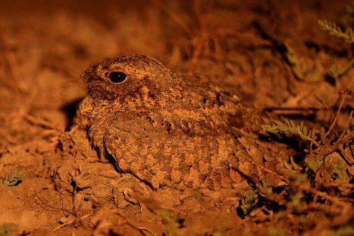 The Syke's Nightjar: a great example of disruptive coloration camouflage