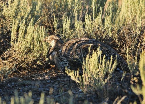 Example of disruptive coloration camouflage: Greater Sage-Grouse