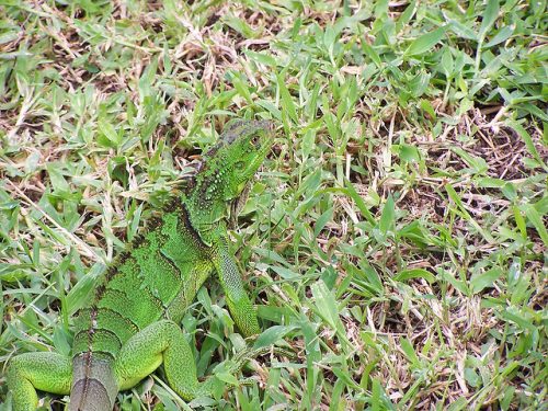 Example of disruptive coloration camouflage: Iguana