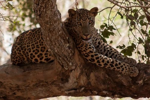 Example of disruptive camouflage: Leopard