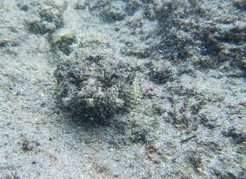 Example of disruptive coloration camouflage: Scorpion Fish