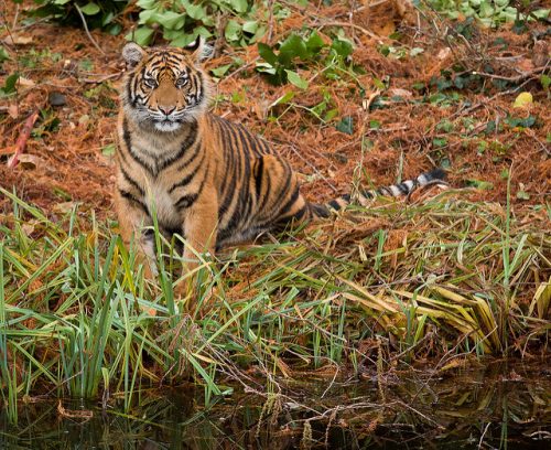 Disruptive coloration camouflage: Tiger