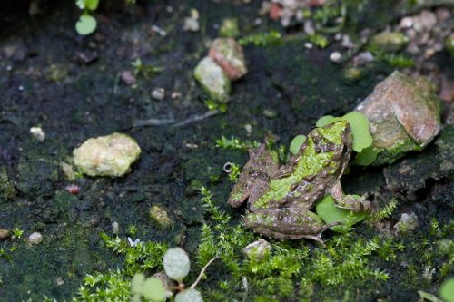 A toad blending in with its surroundings