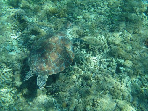 Disruptive coloration camouflage example: Turtle underwater