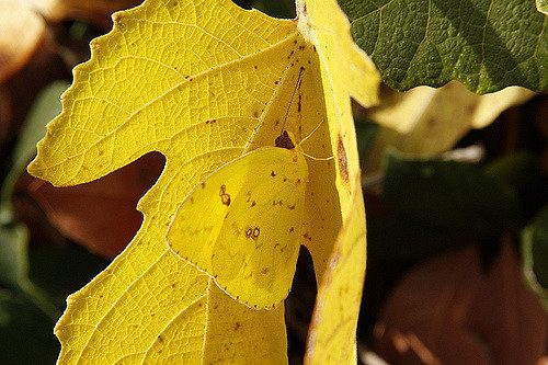 Example of of a butterfly mimicing a leaf