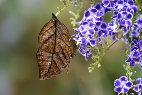 Butterfly that looks like a leaf to camouflage itself