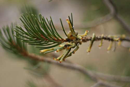 Caterpillars blend in with pine needles