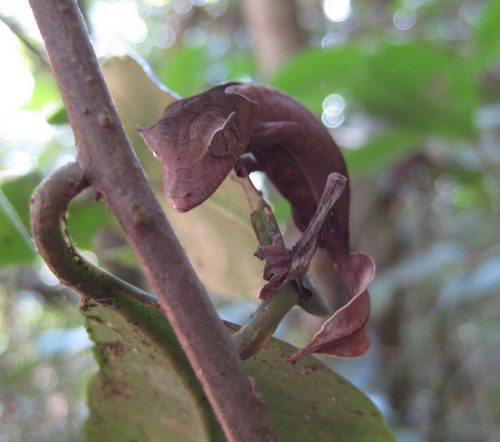 Leaf tailed gecko camouflaging with its surroundings