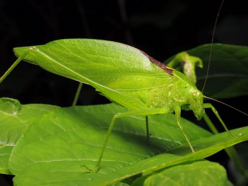 This Katydid looks like a leaf to help it blend in