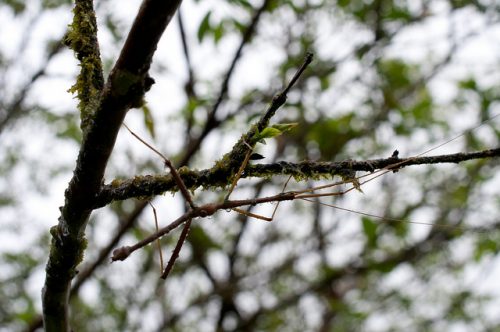 Mimesis camouflage example: A bug that looks like a stick