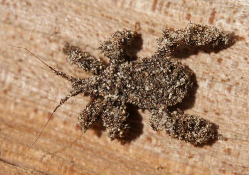 Masked Hunter Bug puts sand on its body to camouflage itself