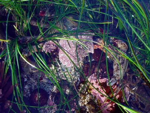 Camouflaged crab has algae on its back to blend in with its surroundings