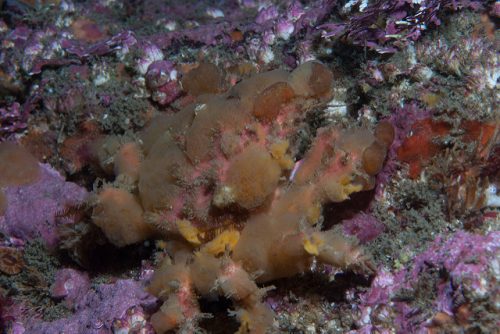 The decorator crab adds things to its body to camouflage itself