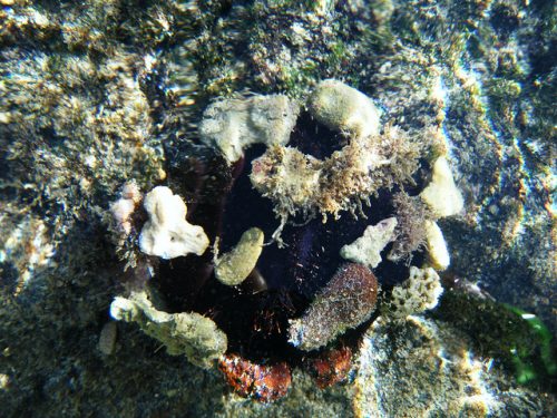 This sea urchin attached shells to its body to camouflage itself