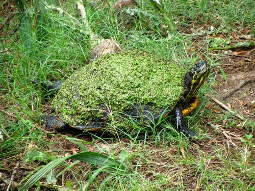 Example of self-decoration camouflage: A turtle has moss on its shell to blend in with its surroundings