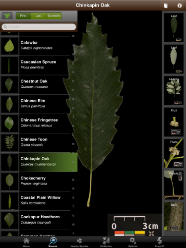 Leaf snap science app for middle and high school students