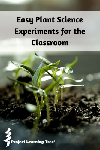 Easy plant science experiments for the classroom