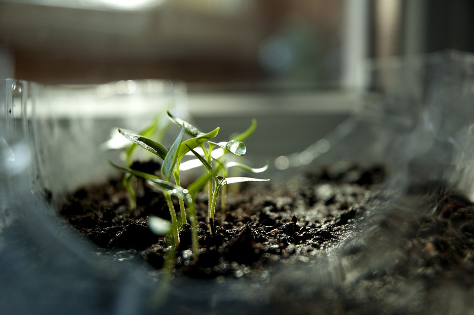 Easy plant science experiments for the classroom