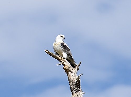 black-shouldered-kite-on-dead-tree