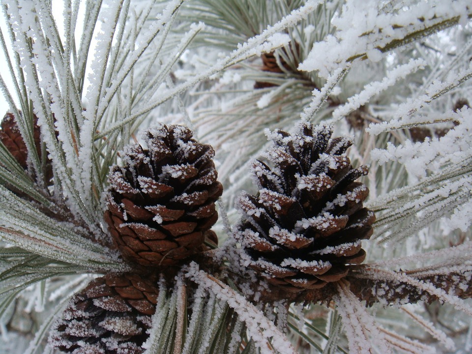 Pinecones - outdoor winter activities for preschoolers