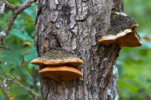 shelf-fungi-on-hardwood-tree