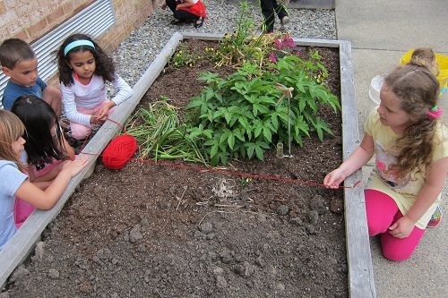 Elementary-students-measure-divide-school-garden-bed