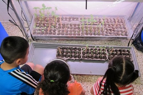 Elementary-students-nurture-seedlings