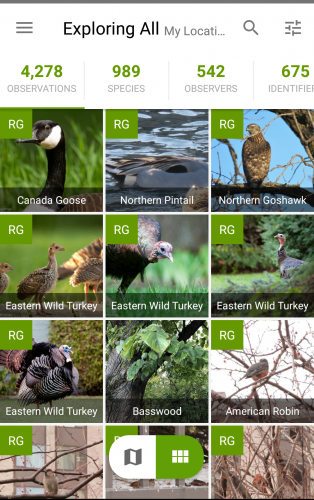 iNaturalist Science App for elementary students