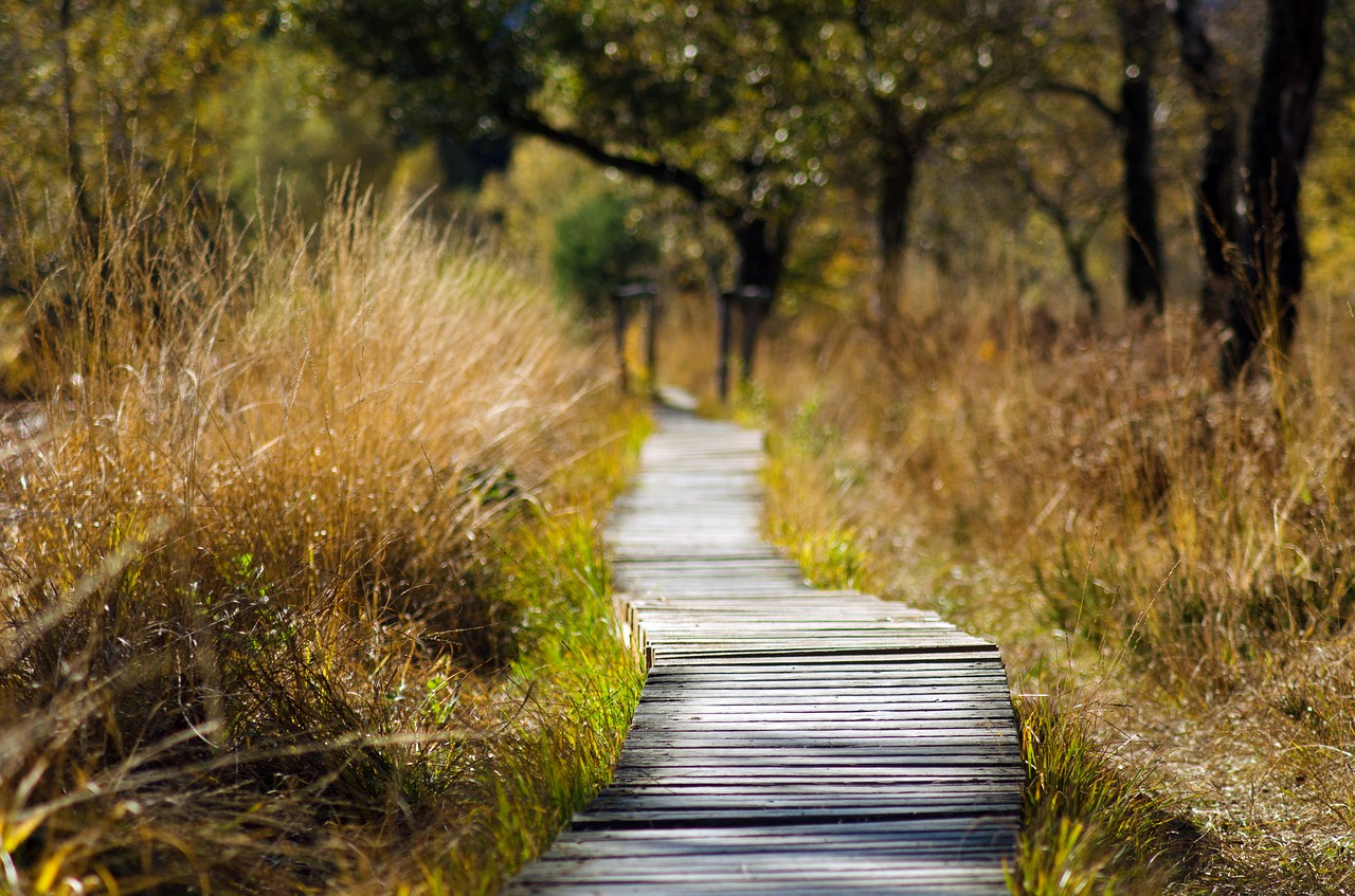 Trail in a park with trees and long grass