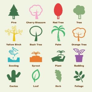 Infographic showing types of trees