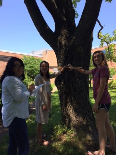 High school students at George C. Marshall high school in Falls Church, Virginia pilot test PLT’s Teaching with i-Tree activities.