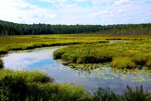 Wetlands-Algonquin-provincial-park-Canada