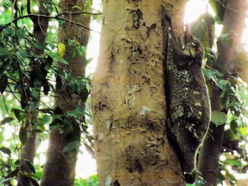 Flying lemur in a tree