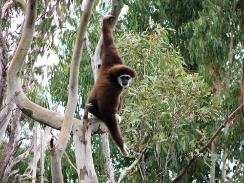 Gibbon swinging from a tree