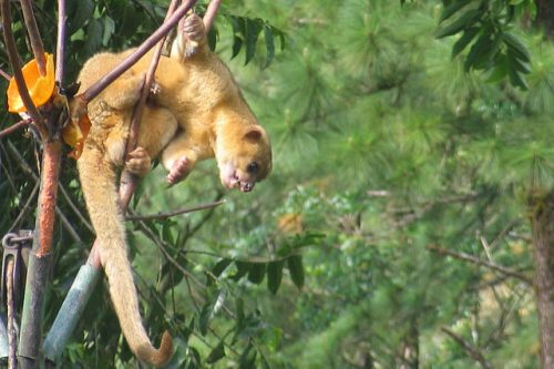 Kinkajou hanging out in a tree