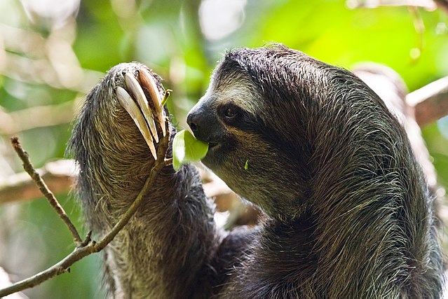 Animals that live in trees (and how they've adapted to survive) - Project  Learning Tree