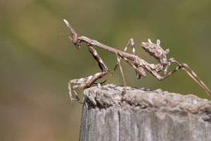 Empusa-pennata-insect