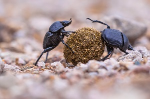 Sisyphus-two-dung-beetles-roll-a-ball
