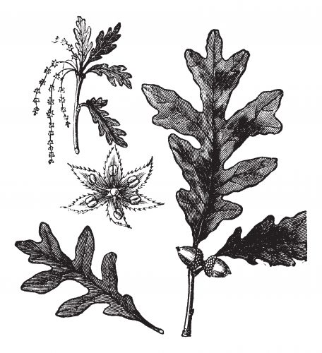 White Oak or Quercus alba, vintage engraving