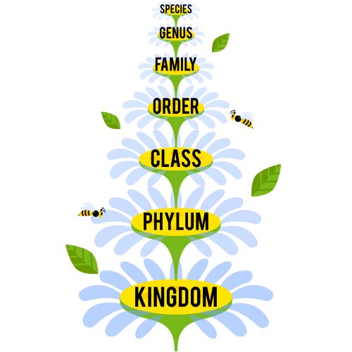 Classification system by Carl Linnaeus