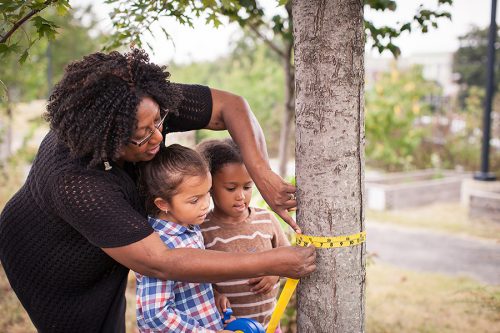 tree circumference family activity